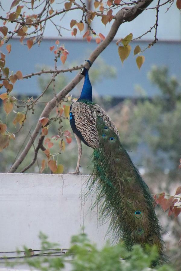 Shahar Palace Jaipur Exterior photo